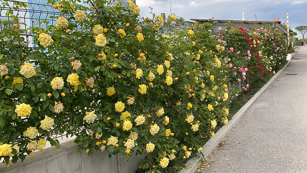 Camping Litorale Cavallino3