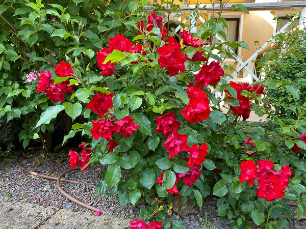 Camping Litorale Cavallino7